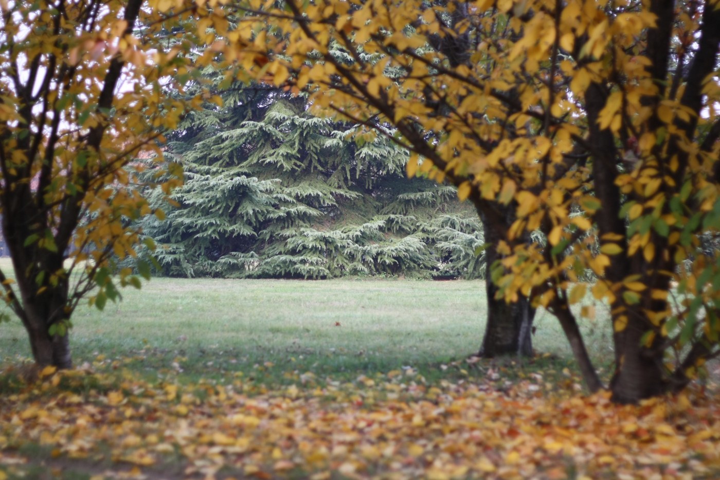 Árboles en otoño y áreas verdes de Parco Nord Milano